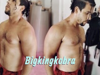 Bigkingkobra