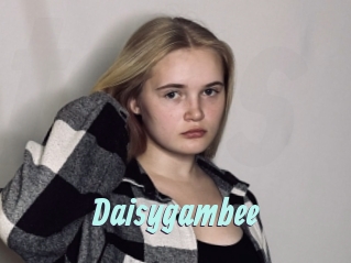 Daisygambee