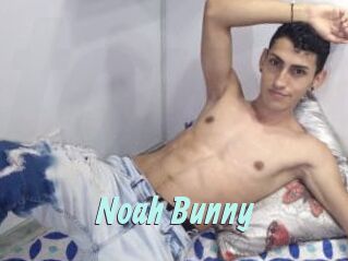 Noah_Bunny