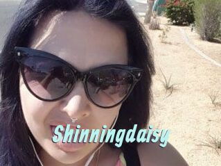 Shinningdaisy
